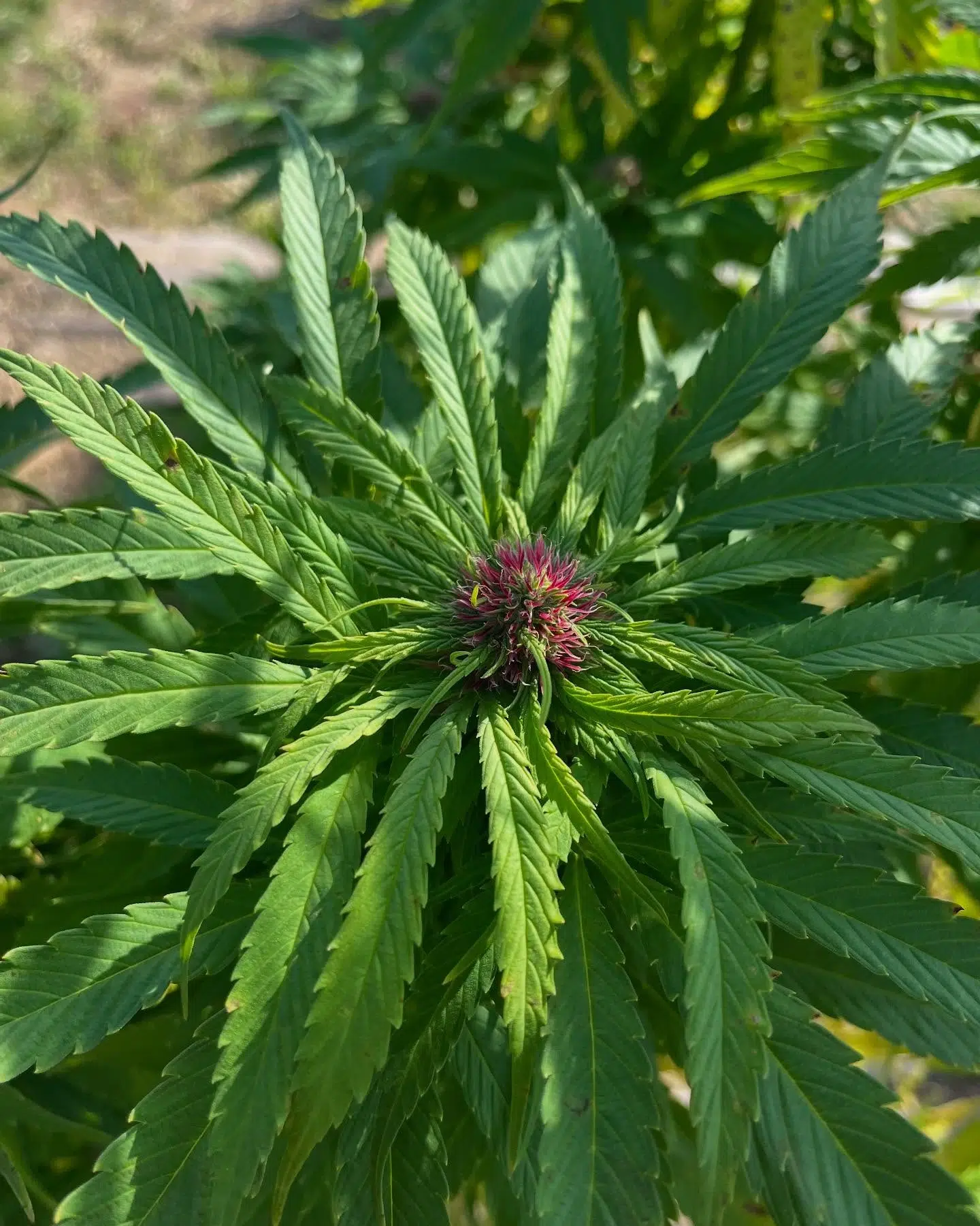Plante de cannabis avec fleurs violettes